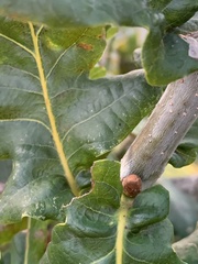 Quercus petraea