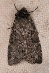 Noctuidae