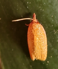 Sparganothis distincta