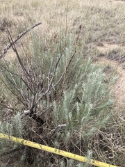 Artemisia filifolia