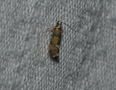 Promalactis lobatifera