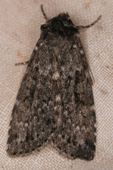 Noctuidae