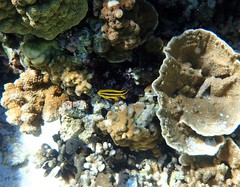 Neoglyphidodon nigroris