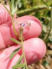 Vicia sativa
