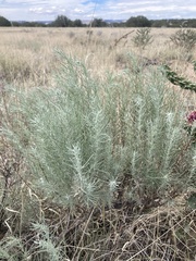 Artemisia filifolia