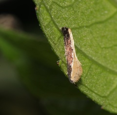 Pyloetis mimosae