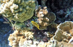 Neoglyphidodon nigroris