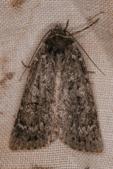 Noctuidae