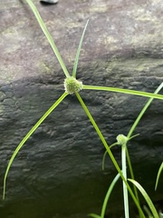 Cyperus hortensis