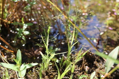 Panicum philadelphicum philadelphicum