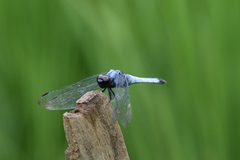 Orthetrum melania