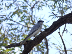 Coracina novaehollandiae