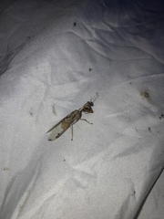 Dicromantispa interrupta