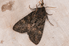 Noctuinae