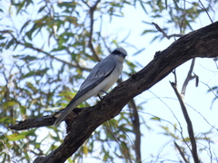 Coracina novaehollandiae