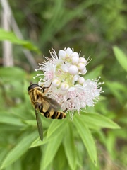 Spiraea alba