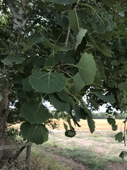 Populus tremula