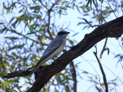 Coracina novaehollandiae