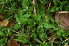 Bothriospermum chinense