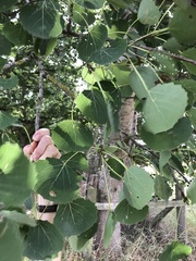 Populus tremula