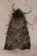 Noctuidae