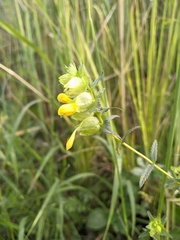 Rhinanthus serotinus