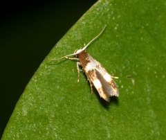 Stathmopoda paradiplaspis