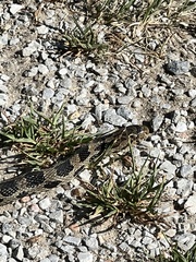Pantherophis ramspotti