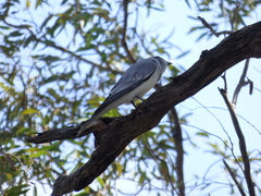 Coracina novaehollandiae