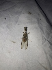 Dicromantispa interrupta