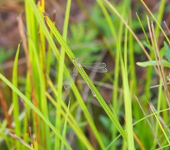 Lestes barbarus