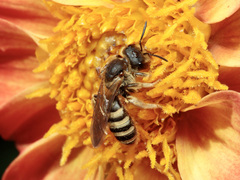 Halictus scabiosae