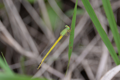 Ceriagrion melanurum