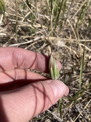 Scorzonera laciniata