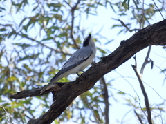 Coracina novaehollandiae