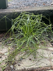 Cyperus hortensis