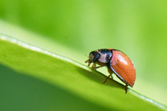 Cheilomenes propinqua