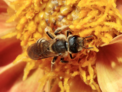 Halictus scabiosae