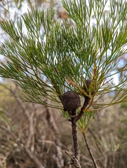 Isopogon anethifolius