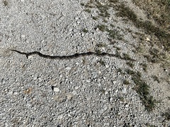 Pantherophis ramspotti