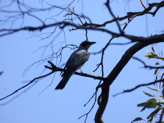 Coracina novaehollandiae