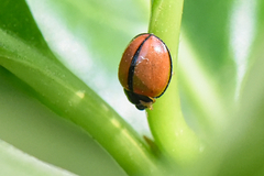 Cheilomenes propinqua