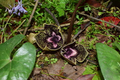 Asarum delavayi