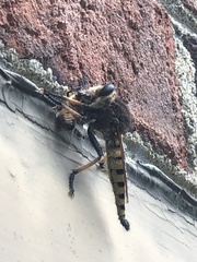 Promachus rufipes