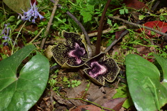 Asarum delavayi
