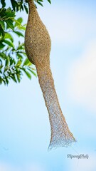 Ploceus philippinus