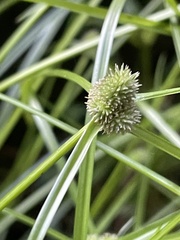 Cyperus hortensis
