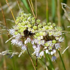 Allium cernuum