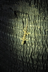 Hemidactylus platyurus