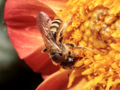 Halictus scabiosae